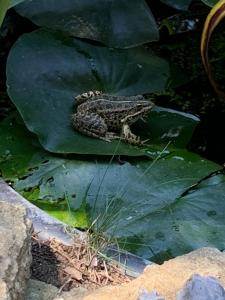 Villas Magnifique propriete sur la colline : photos des chambres