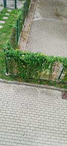 Pepe Apartment 40 mkw