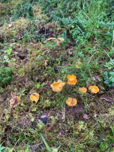 Stuga med strandtomt i Smålands natursköna miljö