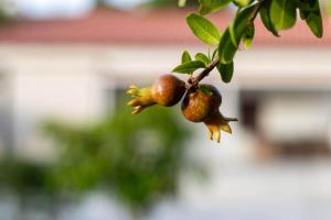 Villa Anasa Residence