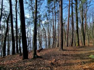 Czereśniowy skrzat II