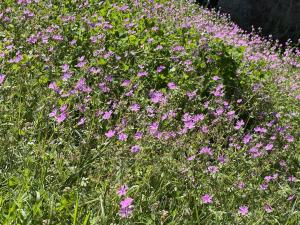 The White House Eco Lodge