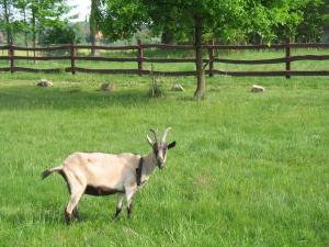 Agroturystyka Dom pod Sową