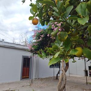 Alojamiento turístico Bignonia Rosa