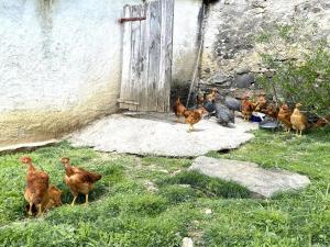 Maisons de vacances Armanaga : photos des chambres