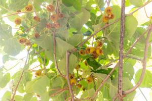 Antico Podere La Polletta