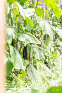 Antico Podere La Polletta