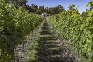 Appartements L'oree des vignes : photos des chambres