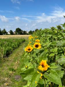 liten lind - Ferienwohnung in Sahlenburg
