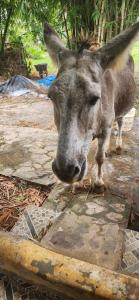 Fata Morgana Eco Hotel