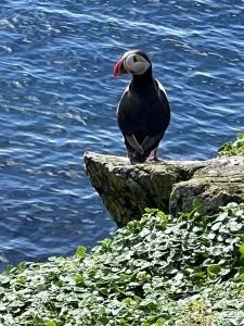 Hátún Grímsey - Dalvík