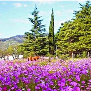 COMPLEJO de CABAÑAS ANANDA KANAN