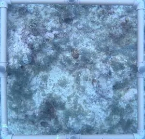 Apartamento - 新利马