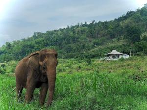 Elephantpoolvilla maetang Chiangmai