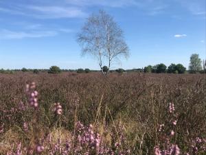 Ferienwohnung Calluna