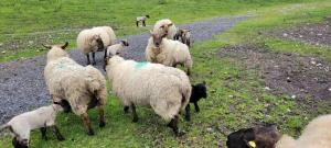Waterfront Lodges - North Cabin