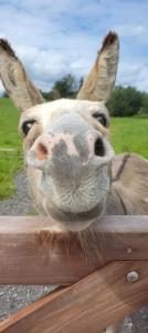 Waterfront Lodges - North Cabin