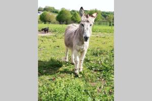 la clé du bouton dor