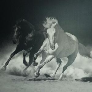 Paradita del camino