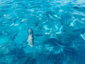 Tuffo nel blu Capitana, Best Vacation Ever img21