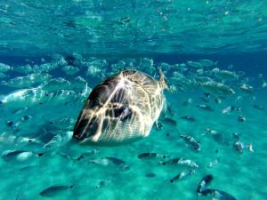 Tuffo nel blu Capitana, Best Vacation Ever img27