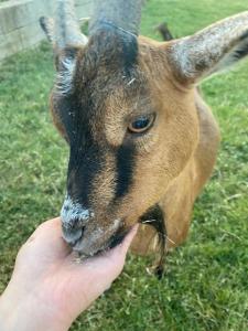 Ferme Équestre - Vue Unique sur les Chevaux