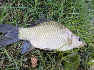 Dom Nad Stawem Dłużec 55A