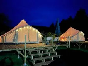 Alocasia - Hérissart