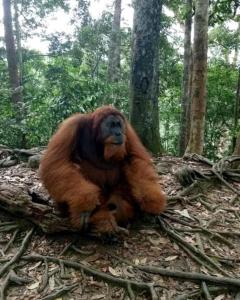 Brown Bamboo Guest house & jungle trekking orang-utan