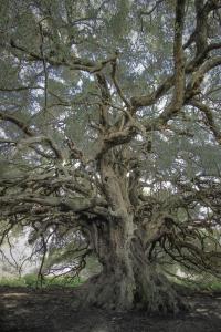 Sa domo 'e su furru img17