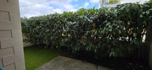 Appartements Appartement Centre de La Teste : photos des chambres