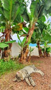 CASAS EN FINCA ECOLÓGICA LA ESPIRAL, NATURALEZA, CALMA Y VISTAS al MAR,