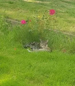 Villamiseria - Tylstrup