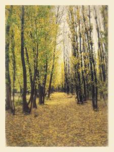 Bosque de Sol cabaña 4