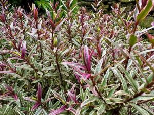 Detached Home in Prestbury Village, Cheshire East