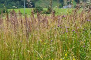 Romantická chalupa na laze