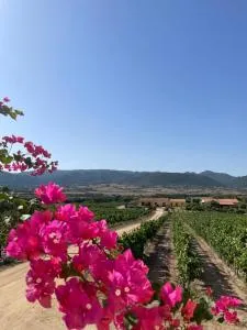 Agriturismo Campesi casale tra le vigne - Aglientu