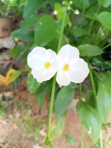 Nk Hotel - Monaragala