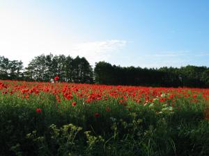 Zum Schwarzen Stiefel - Bauernhäuschen
