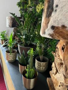 Dům U Pana domácího