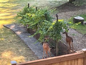 Whispering Pines Farmhouse