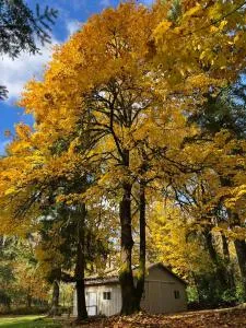 Whispering Pines Farmhouse - Carnation