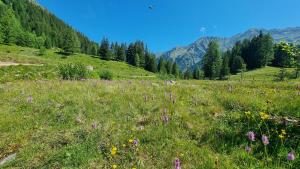 Schladming Planai View Top 12