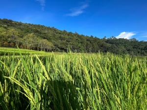 Angha forest view บ้านริมไผ่
