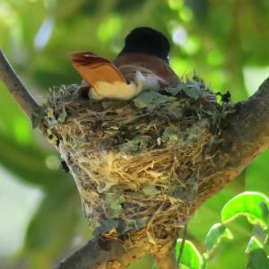 Hardy-da Forest Cottage