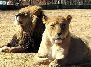 My Little Africa - Phuthaditjhaba