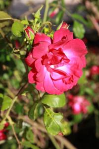 Amazing apartment, Olhao with pool, beach close by