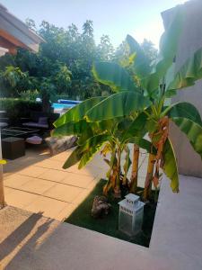 Villas Villa l-Olivaie : photos des chambres