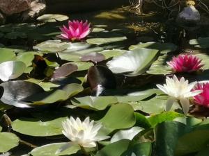 Maisons de vacances Chambre d-Hotes dans Villa - La Londe Les Maures - Residence d-Artiste La Maison du Bonheur 2 personnes : photos des chambres