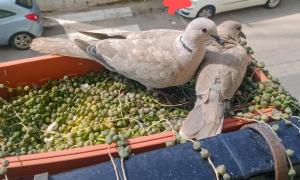 Quedar-se a l'Alguer img37